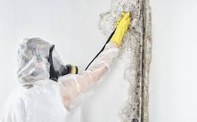 Best Mold Remediation for Healthcare Facilities  in Ladera, CA